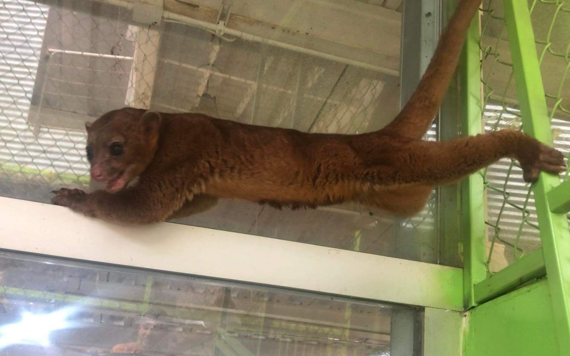 Rescatan a oso mielero en El Cielo; estaba deshidratado